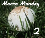 MM2badgeintrofinal_zps09e45e9a