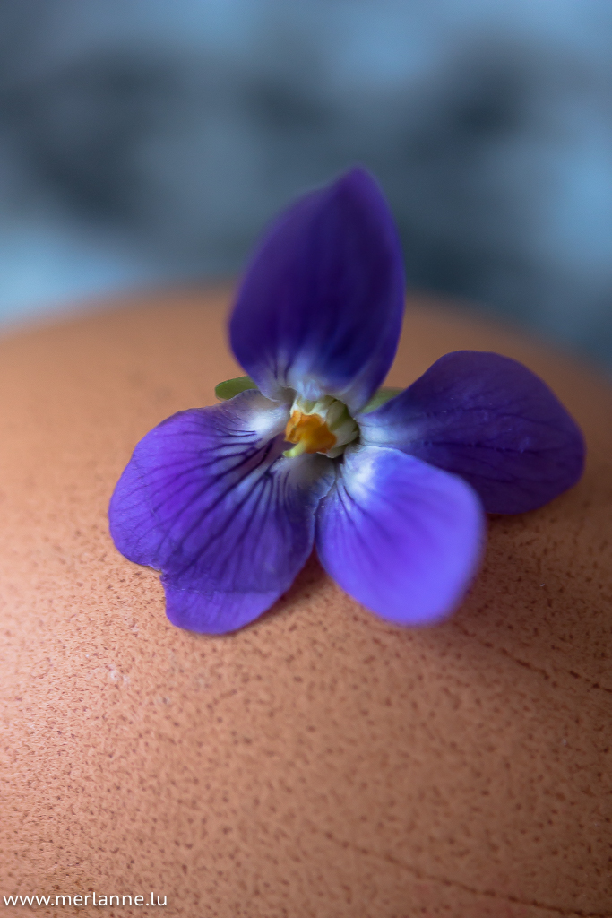violette sur oeuf