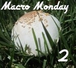 Macro_Monday_2