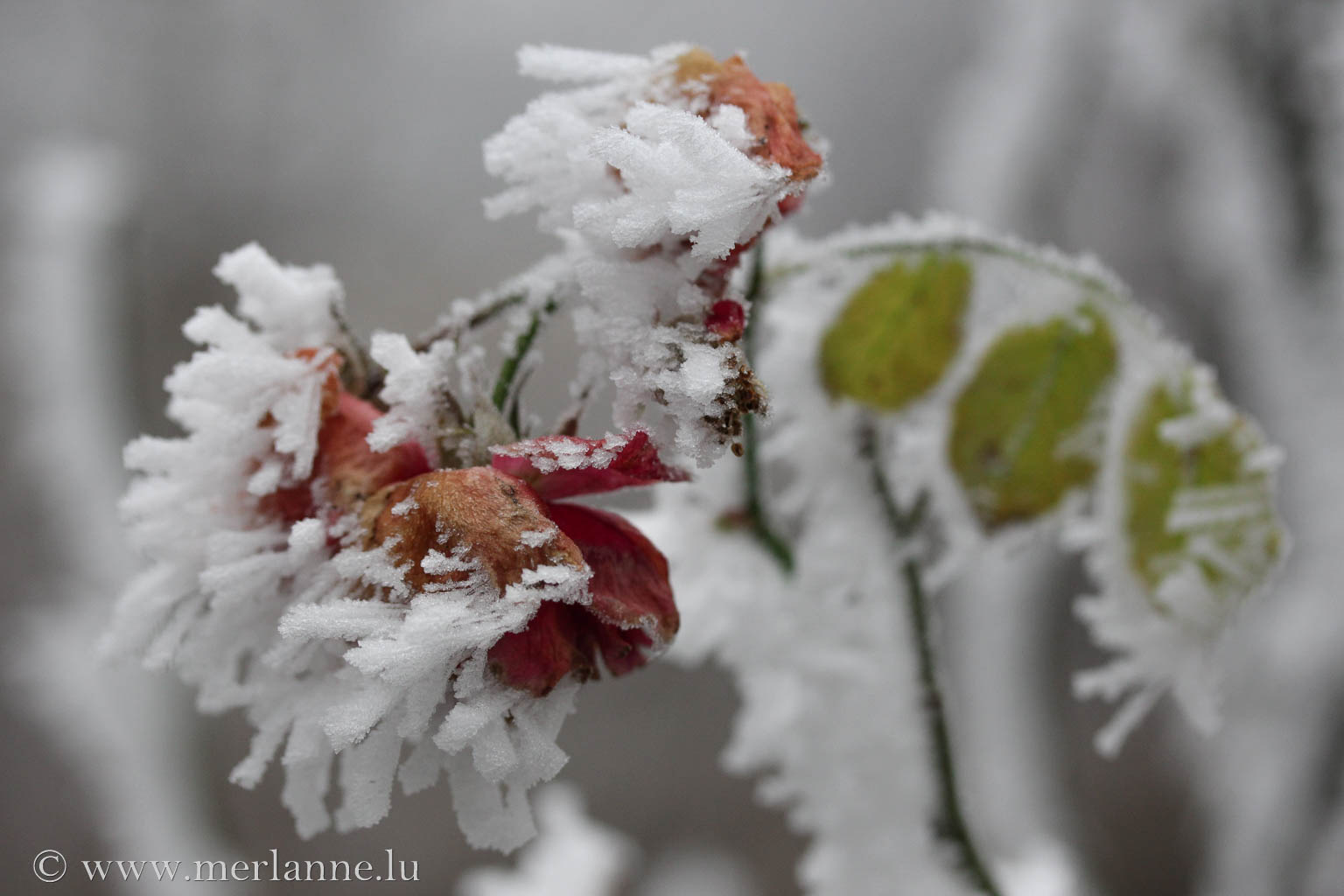 Macro_Winter