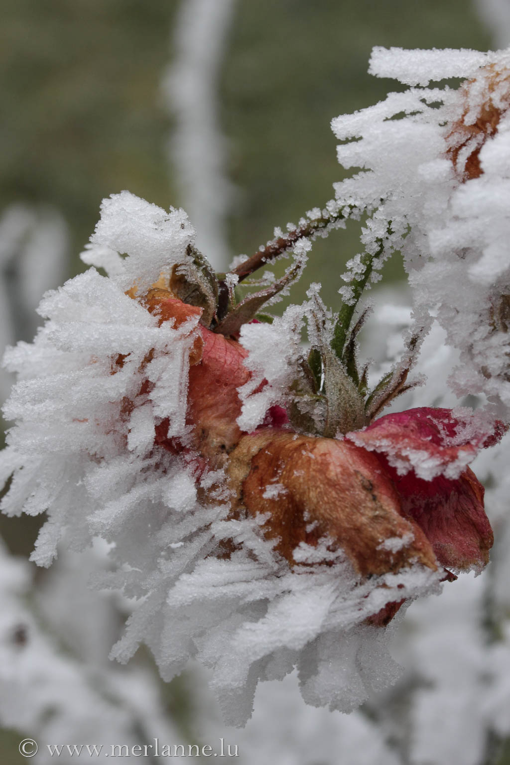 Macro_Winter