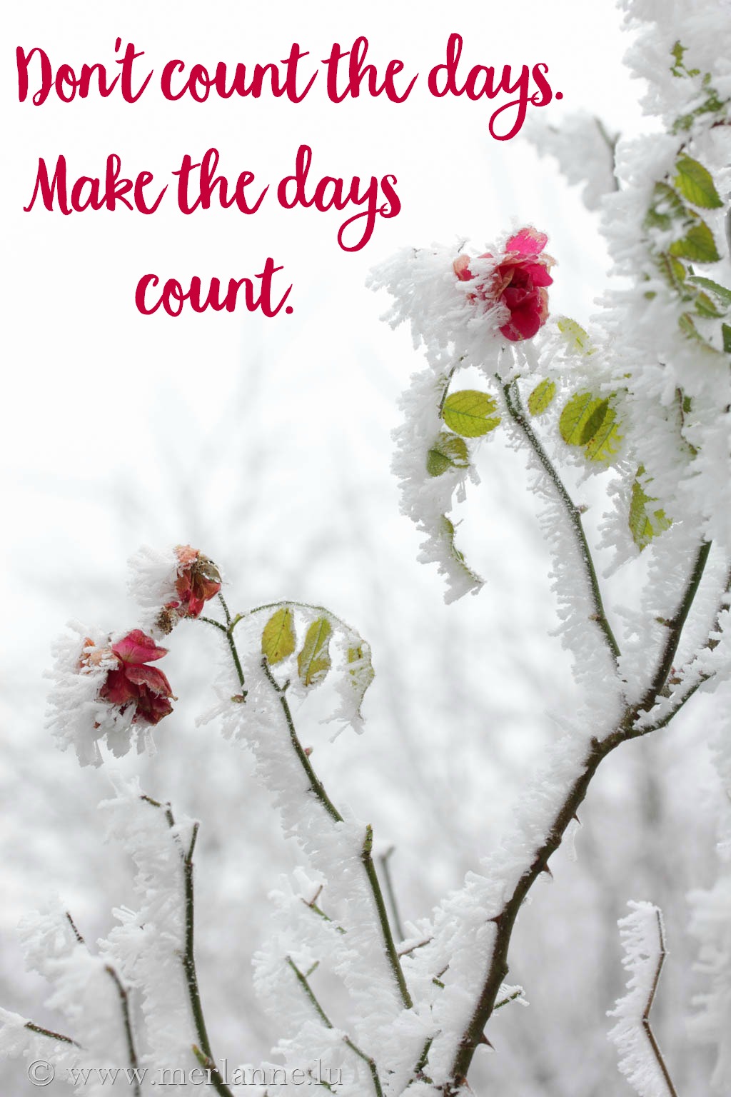 Macro_Winter